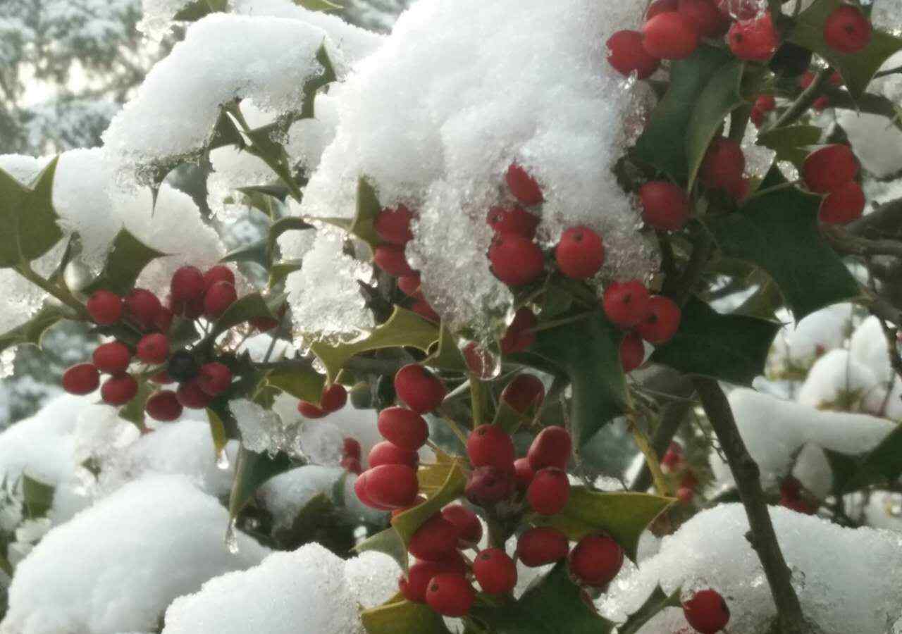 枸骨果的作用功效 雪中红果 经冬不凋的枸骨树