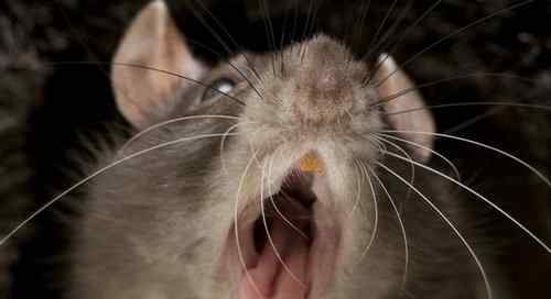 英国爆发2亿老鼠 英国爆发2亿老鼠 巨鼠体型大过家猫见人就咬