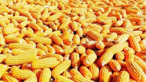今日玉米价一斤多少钱 玉米的市场价格多少钱一斤？玉米的价格受什么影响？