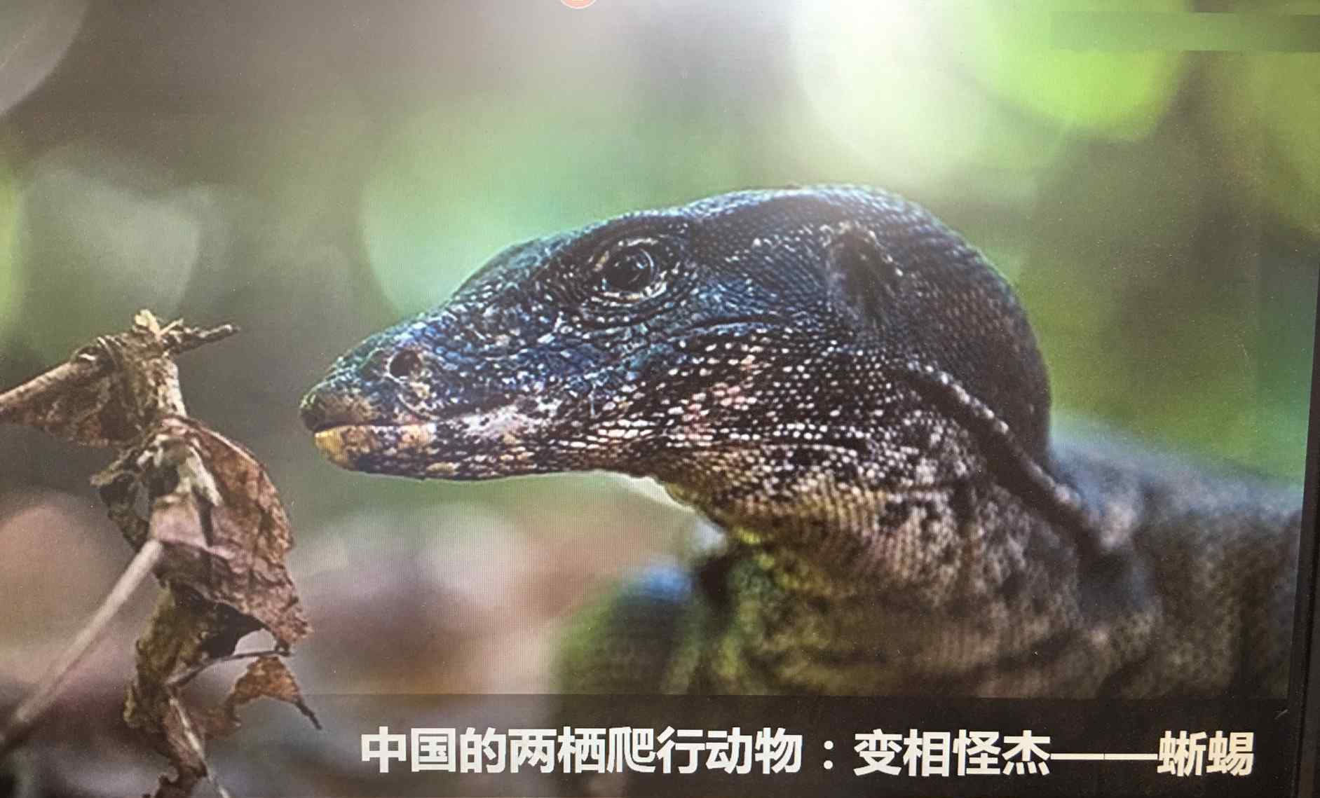爬行动物蜥蜴 生物科普讲座～中国的爬行动物—蜥蜴