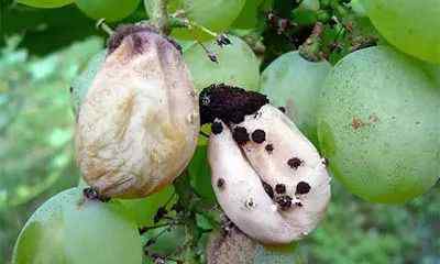 异菌脲关键用以解决种子和土壤层,预防禾谷物黑穗病和多种多样农