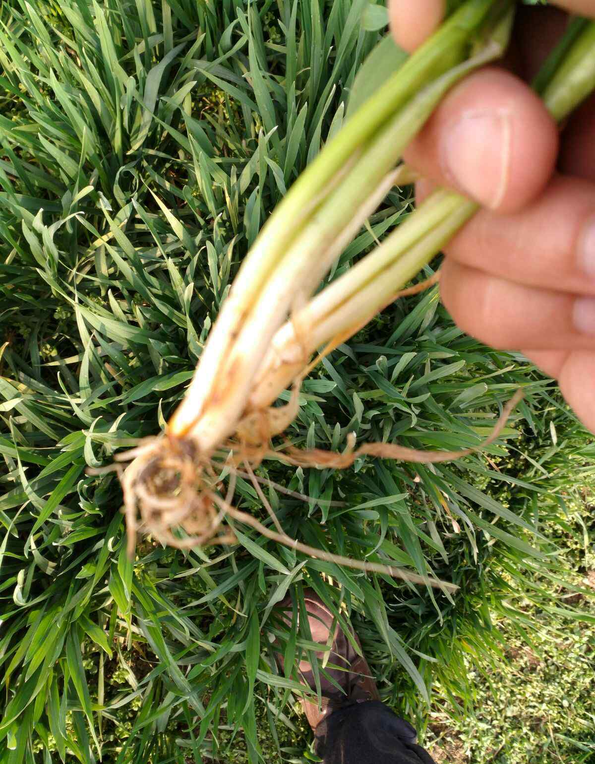 小麦纹枯病 小麦纹枯病、赤霉病防治的最佳时期