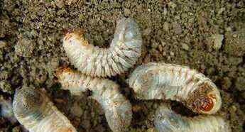 红薯保鲜库 杀灭红薯地下害虫的10种绝招