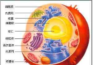 动物细胞结构图简图 动植物细胞结构图