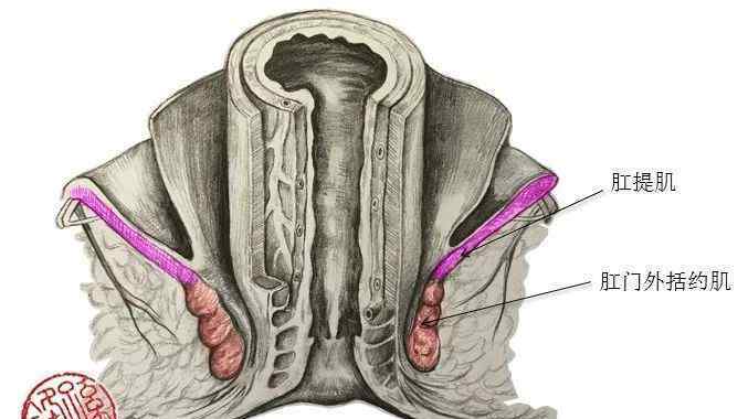 医药学手记—肛管的构造,大家用有创意的图片来表述!(附:锋哥
