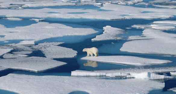 2100年人类灭绝 全球变暖或致北极熊在2100年灭绝是真的吗，全球变暖还将造成什么影响