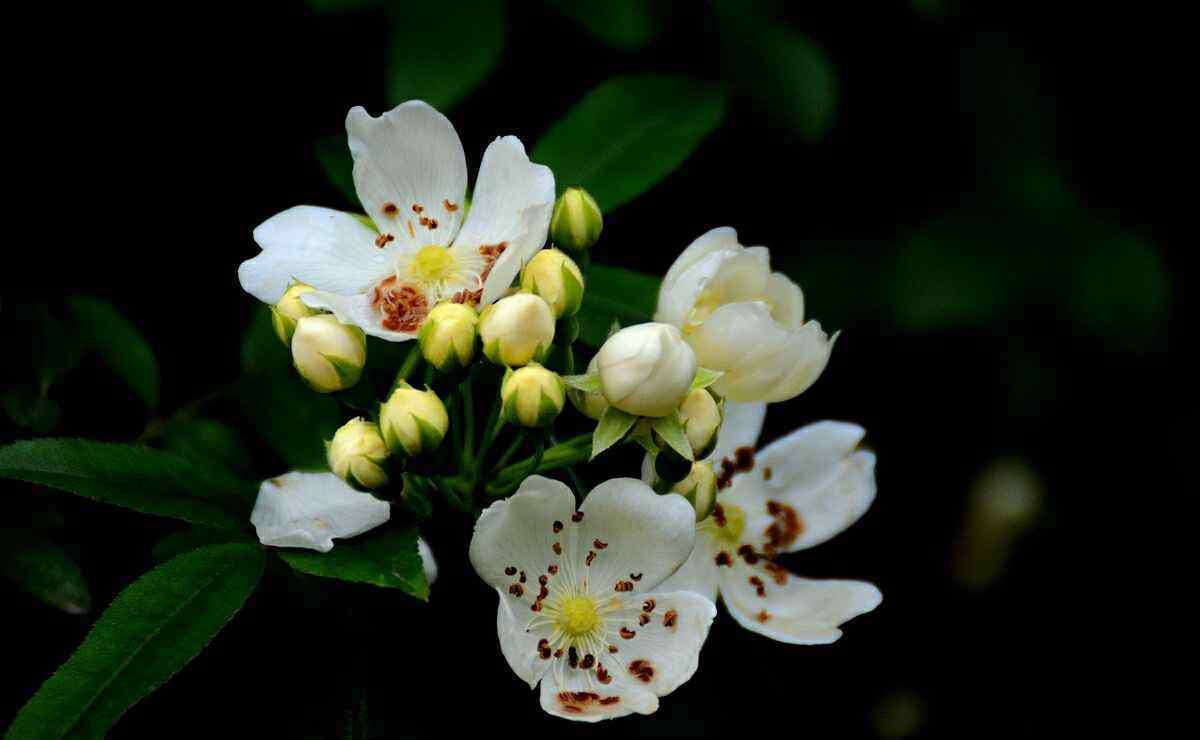 七里香花 七里香花怎么养