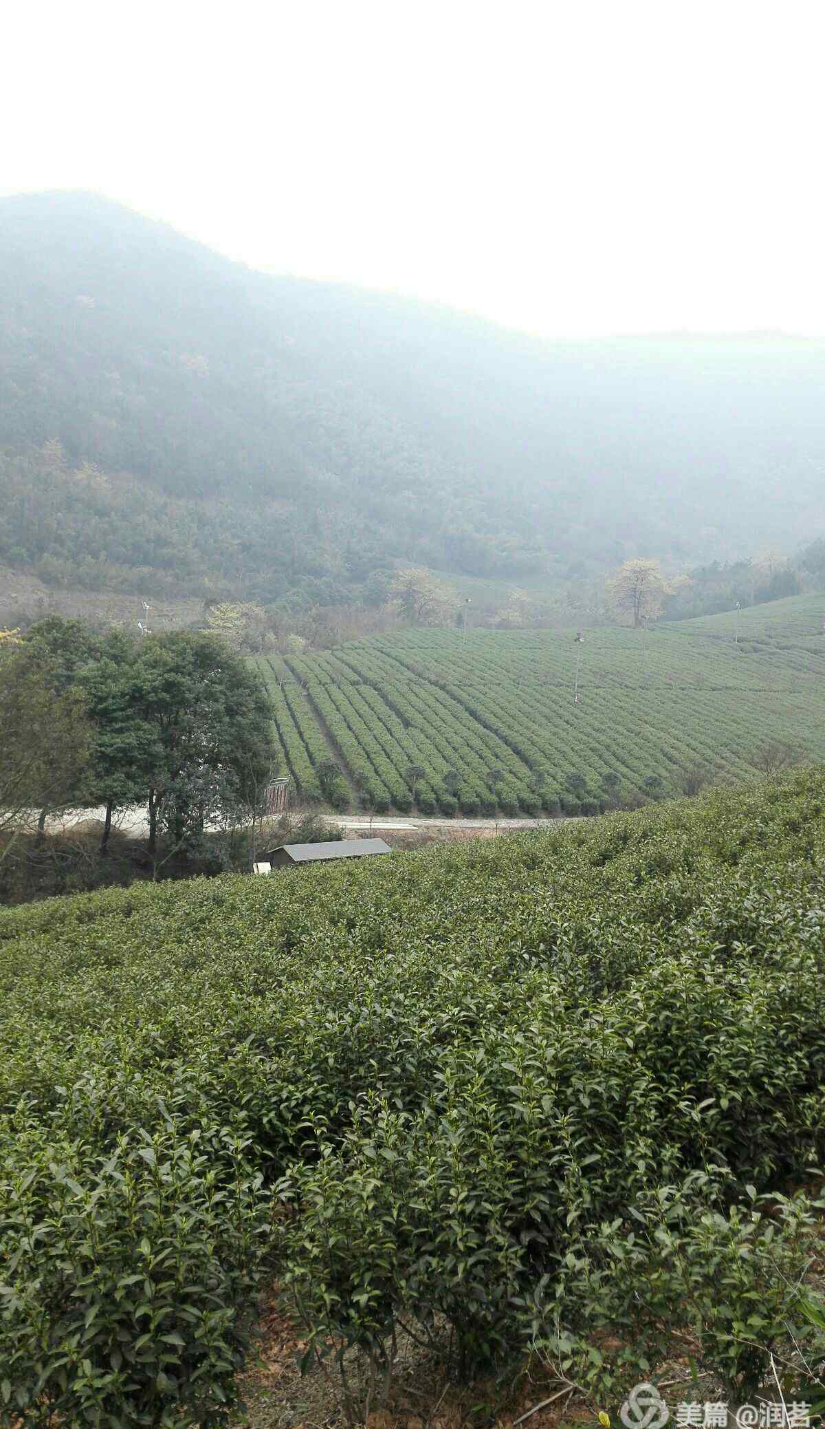 阳羡雪芽 天子须尝阳羡茶， 百草不敢先开花。