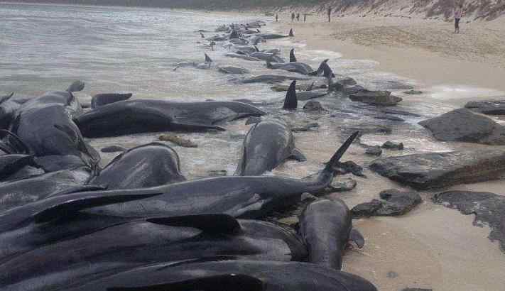 鲸鱼为什么会搁浅 澳大利亚海滩数百头鲸鱼搁浅具体怎么回事，为什么鲸鱼会集体搁浅？
