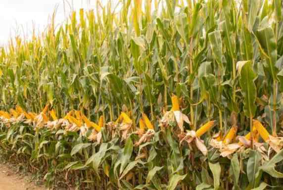 玉米亩产 中国玉米亩产纪录刷新亩产多少，玉米高产的秘诀以及我国哪些地方适合种植玉米