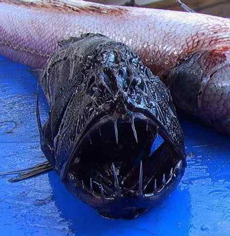 蝰鱼 俄渔民捕怪异长翅深海鱼 盘点十大可怕的深海鱼类！