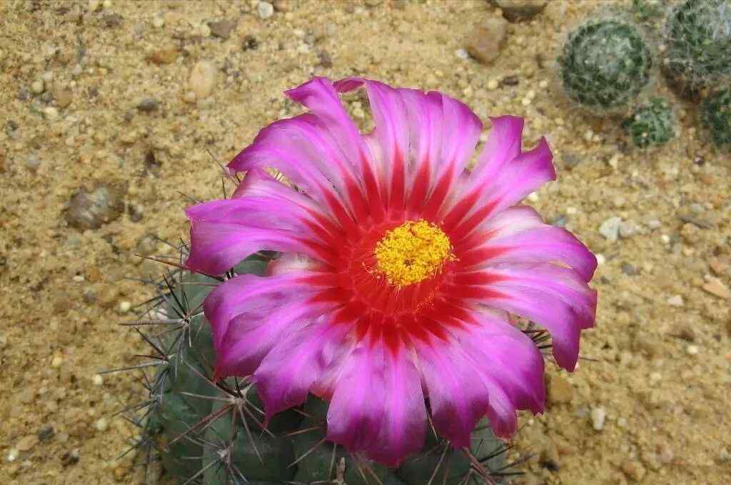 仙人掌开花图片 仙人掌花图片及介绍