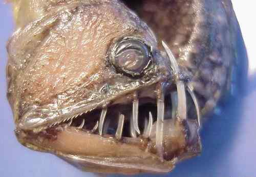 蝰鱼 俄渔民捕怪异长翅深海鱼 盘点十大可怕的深海鱼类！