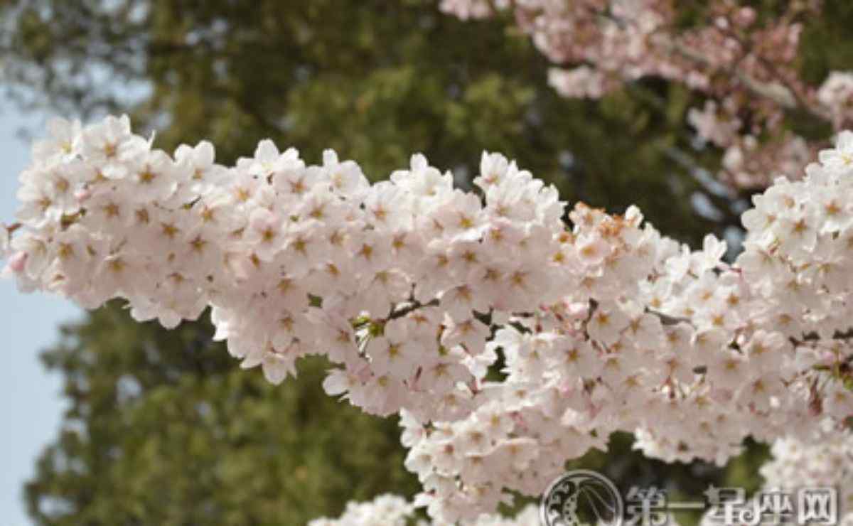 中国花卉名称大全 最完整的：春天开什么花图片大全和名字