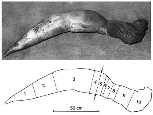 雌性海豚生殖孔图 太平洋三鲸鱼嬉戏交配画面被拍 图揭海洋生物性行为，鲸鱼生殖器长达3米