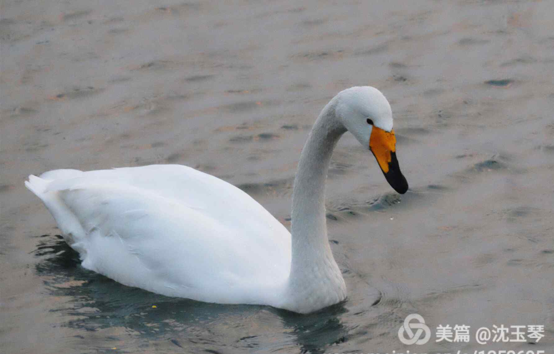 鹅们栖息地 眠沙卧水自成群，曲岸残阳极浦云。那解将心怜孔翠，羁雌长共故雄分。 ——《题鹅》李商隐