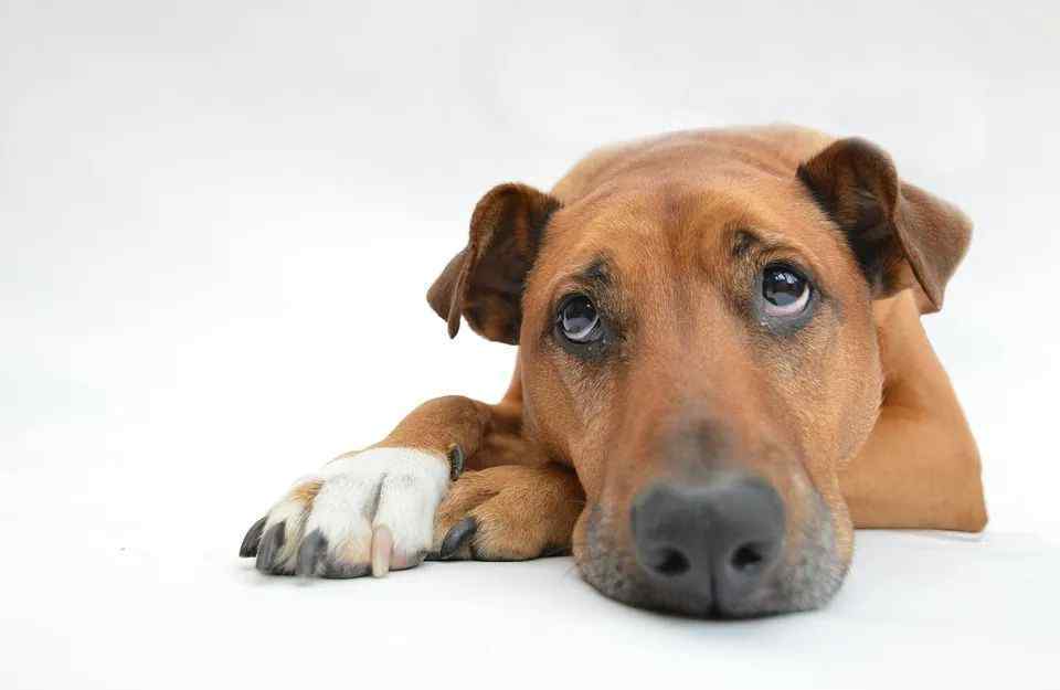 狗吃屎的图片 一个你不好意思问的问题：狗吃屎有营养吗？