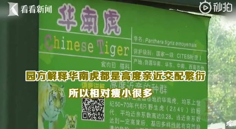 广州动物园回应老虎挨饿 说了什么？真相是什么？