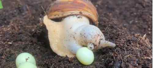 蜗牛蛋 微博原来蜗牛是这么下蛋的是什么梗