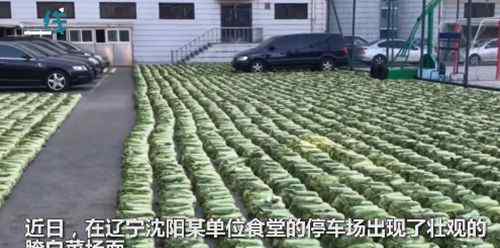 当东北食堂开始腌酸菜 白菜铺满停车场十分壮观真相是什么？