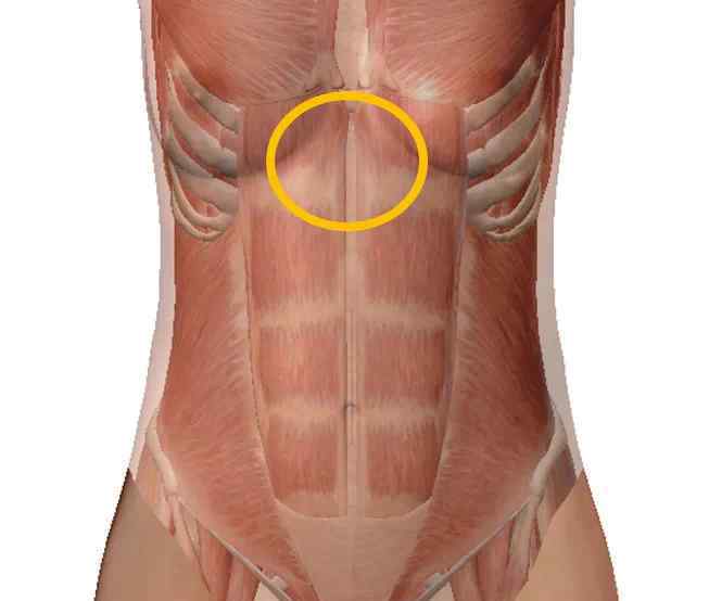 腹部解剖图 从腹部解剖图，学伤寒派腹诊 | 一针一药