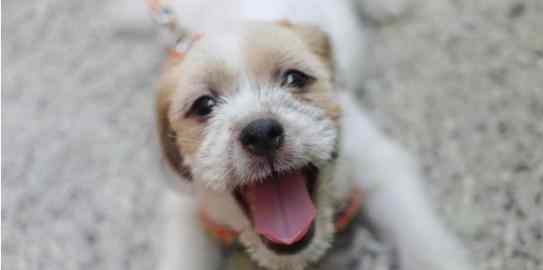 微笑狗为什么吓人 微笑狗为什么吓人，图片恐怖+被赋予灵异色彩！