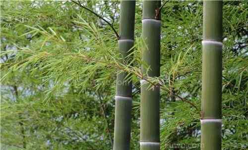 竹子是草还是树 竹子是草还是树？是一种长得比较高大的看起来像是树木的草
