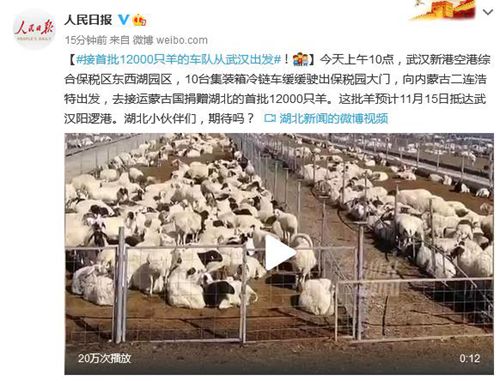 接首批12000只羊的车队从武汉出发！真相是什么？
