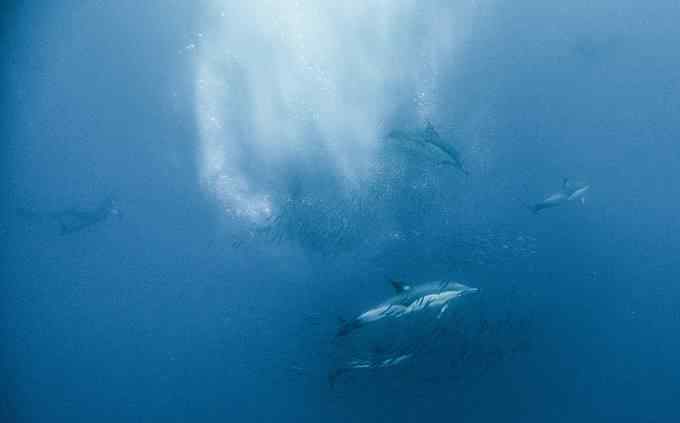 布氏鲸 国内首次拍摄到布氏鲸水下影像，有着重要的价值！