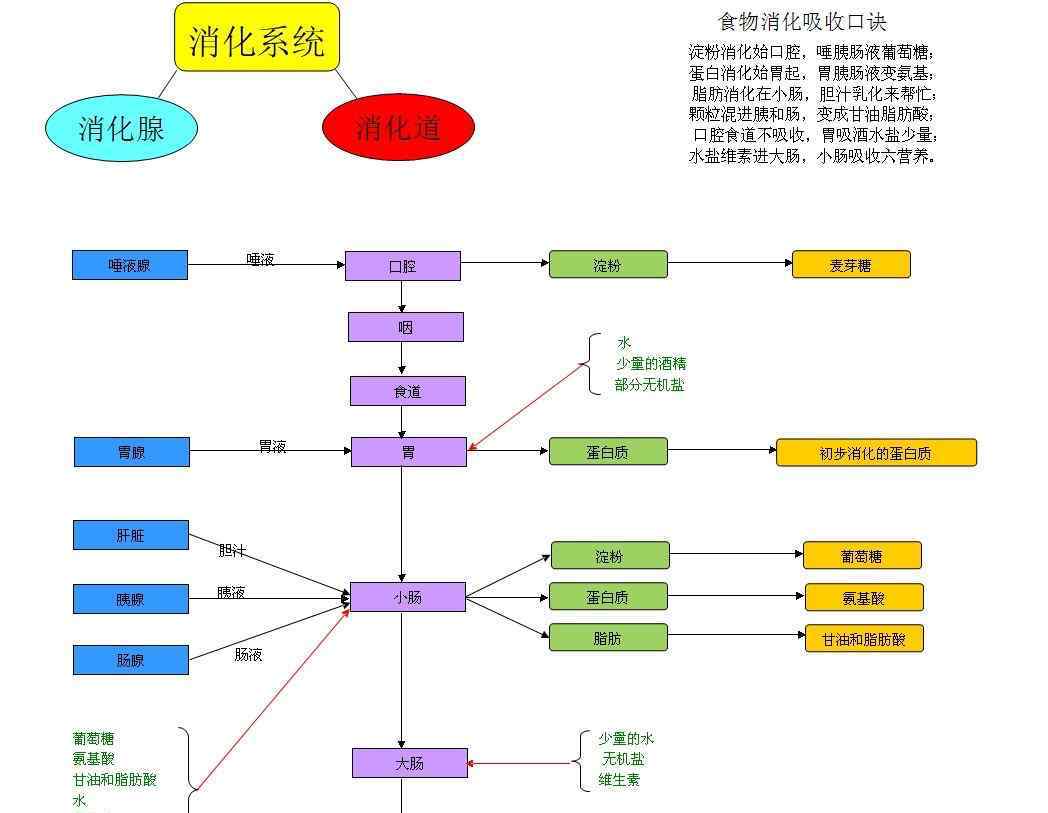 食笔顺 健康饮食顺序
