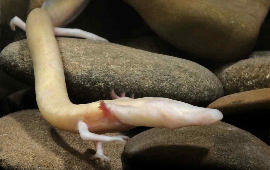 洞螈 世界上长得最像“龙”的生物居然是个“宅男”