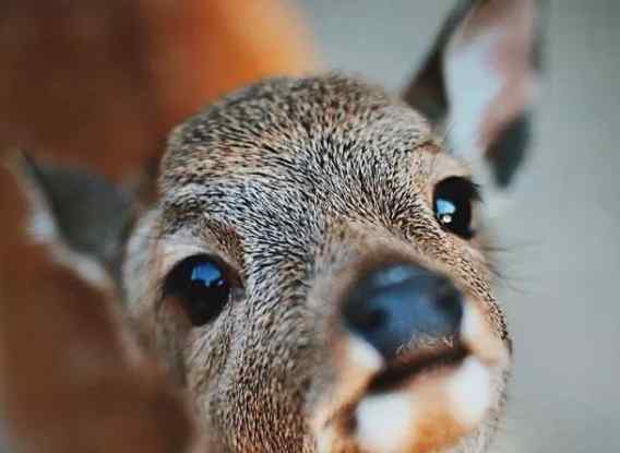 鹿仙贝 日企推出奈良鹿可食用纸袋作用大吗，奈良鹿为什么这么重要
