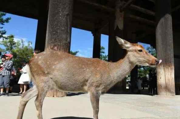 鹿仙贝 日企推出奈良鹿可食用纸袋作用大吗，奈良鹿为什么这么重要