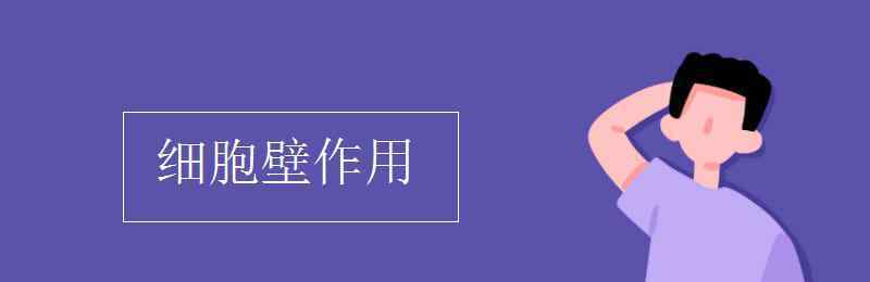 细胞壁的作用 细胞壁作用