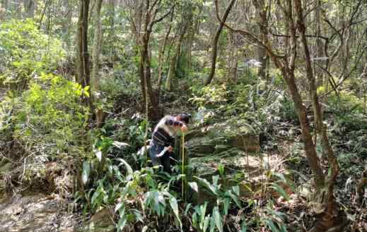 兰花蕉 茂名林洲顶保护区再现"灭绝"兰花蕉！专家呼吁开展抢救性保护