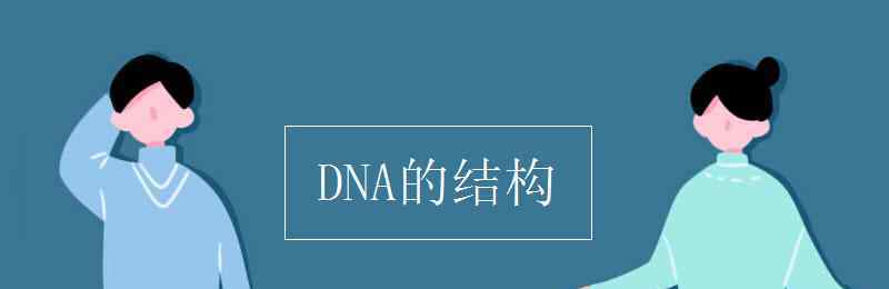 dna分子的结构是什么 DNA的结构