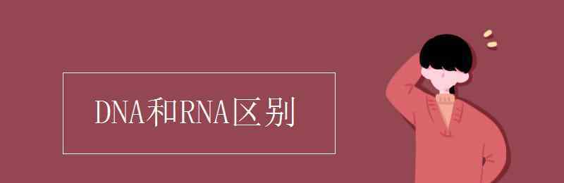 dna和rna DNA和RNA区别