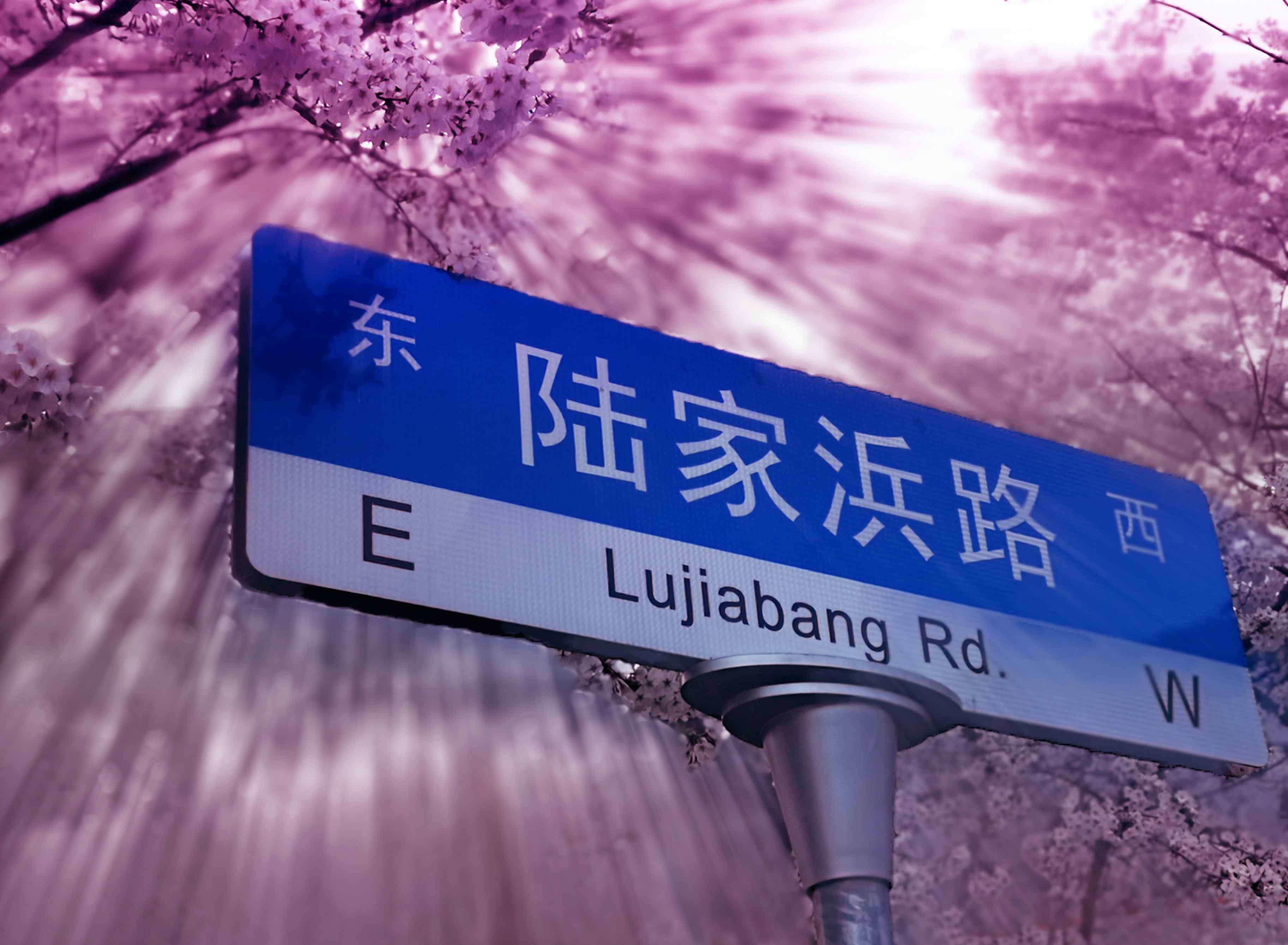 樱之路 ——中国樱花古今传奇
