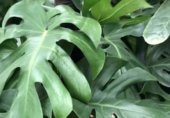 绿色植物对室内甲醛的消化吸收最好是么?