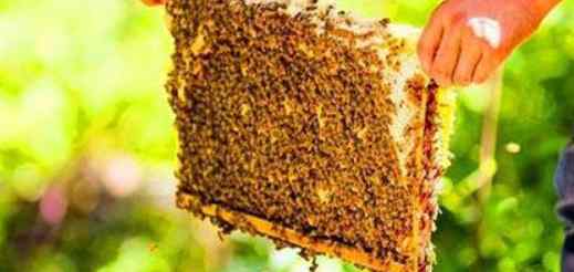 100纯蜂蜜多少钱一斤 野生蜂蜜多少钱一斤，蜂蜜市场发展现状及发展前景如何？