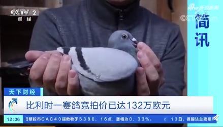 世界最贵赛鸽被拍出1030万 它长什么样子
