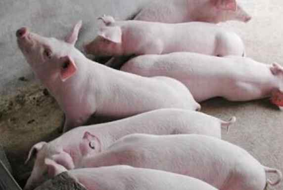 养猪规模 养猪规模达到多大国家才有补贴，养猪规模养殖场标准