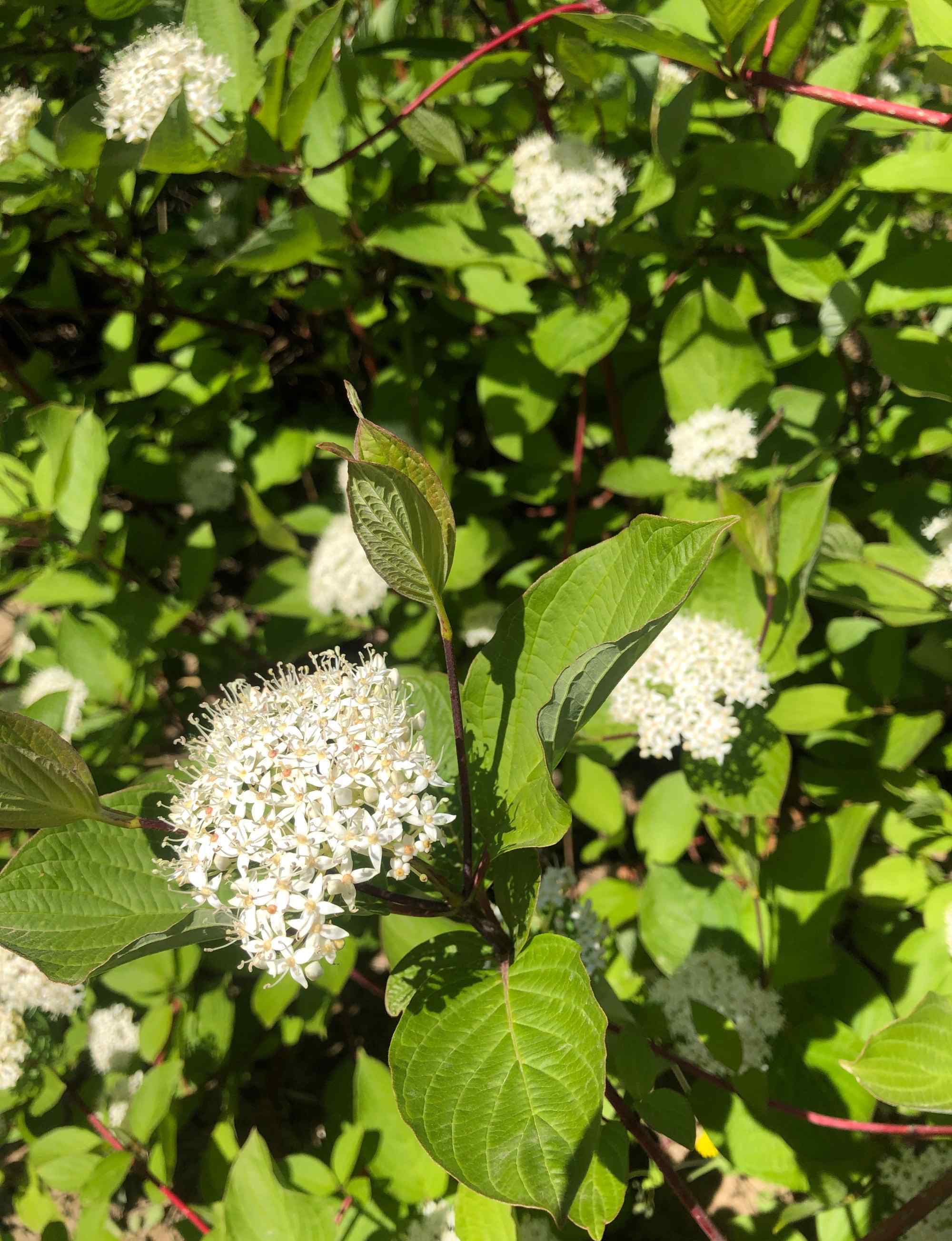 红瑞公司是真的假的 植物~红瑞木：虽然真正开花的时间不长，而勤勉才是我最长的花期