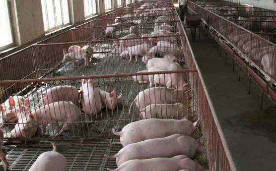 养猪规模 养猪规模达到多大国家才有补贴，养猪规模养殖场标准