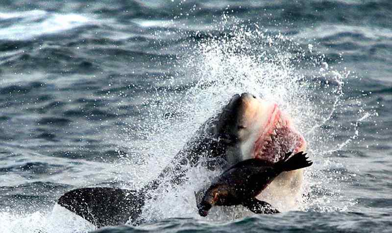 大白鲨围攻是“承认错误了人”