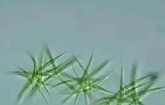 蓝藻门的藻类植物大部分归属于危害藻