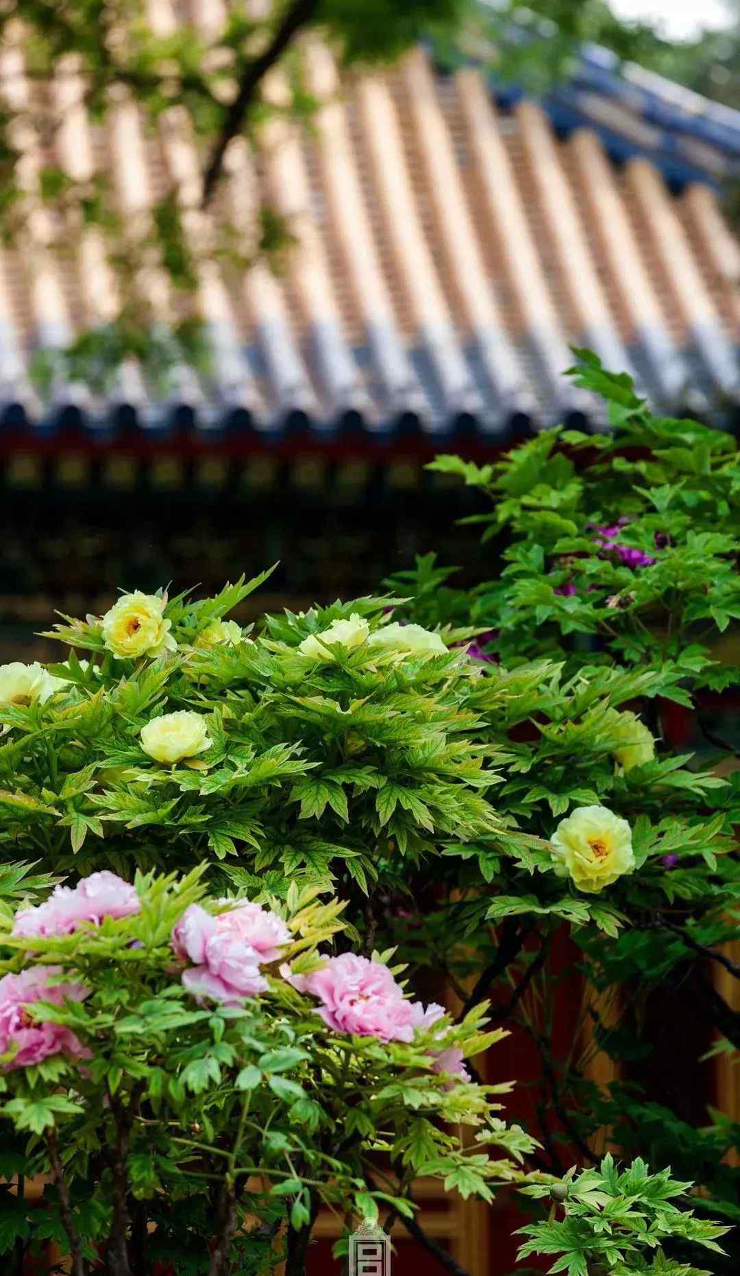 钟粹宫 四月来了,故宫美成了御花园
