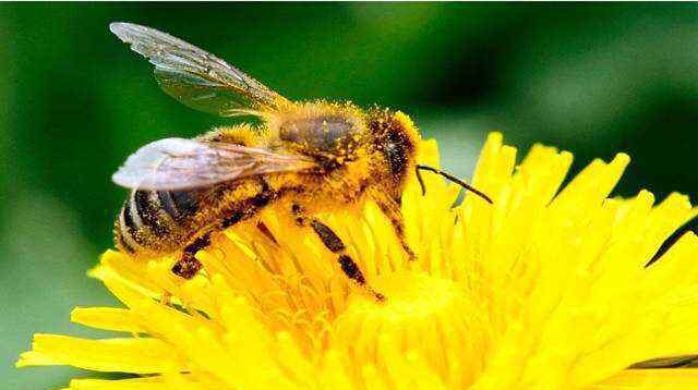蜜蜂的知识 蜜蜂小知识