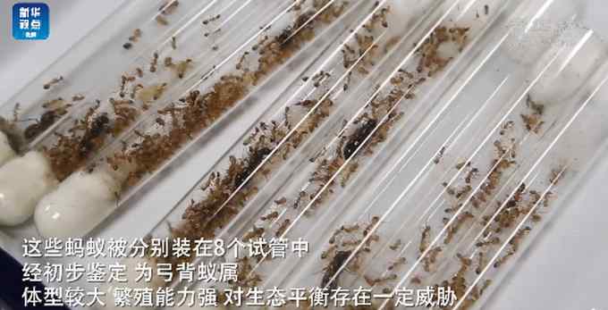 郑州海关从进境邮件中截获活蚂蚁 总数超600只 网友：细思极恐