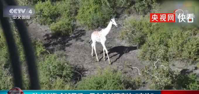 防止被盗 全球最后一只白色长颈鹿被“定位” 网友：它看起来好孤单啊